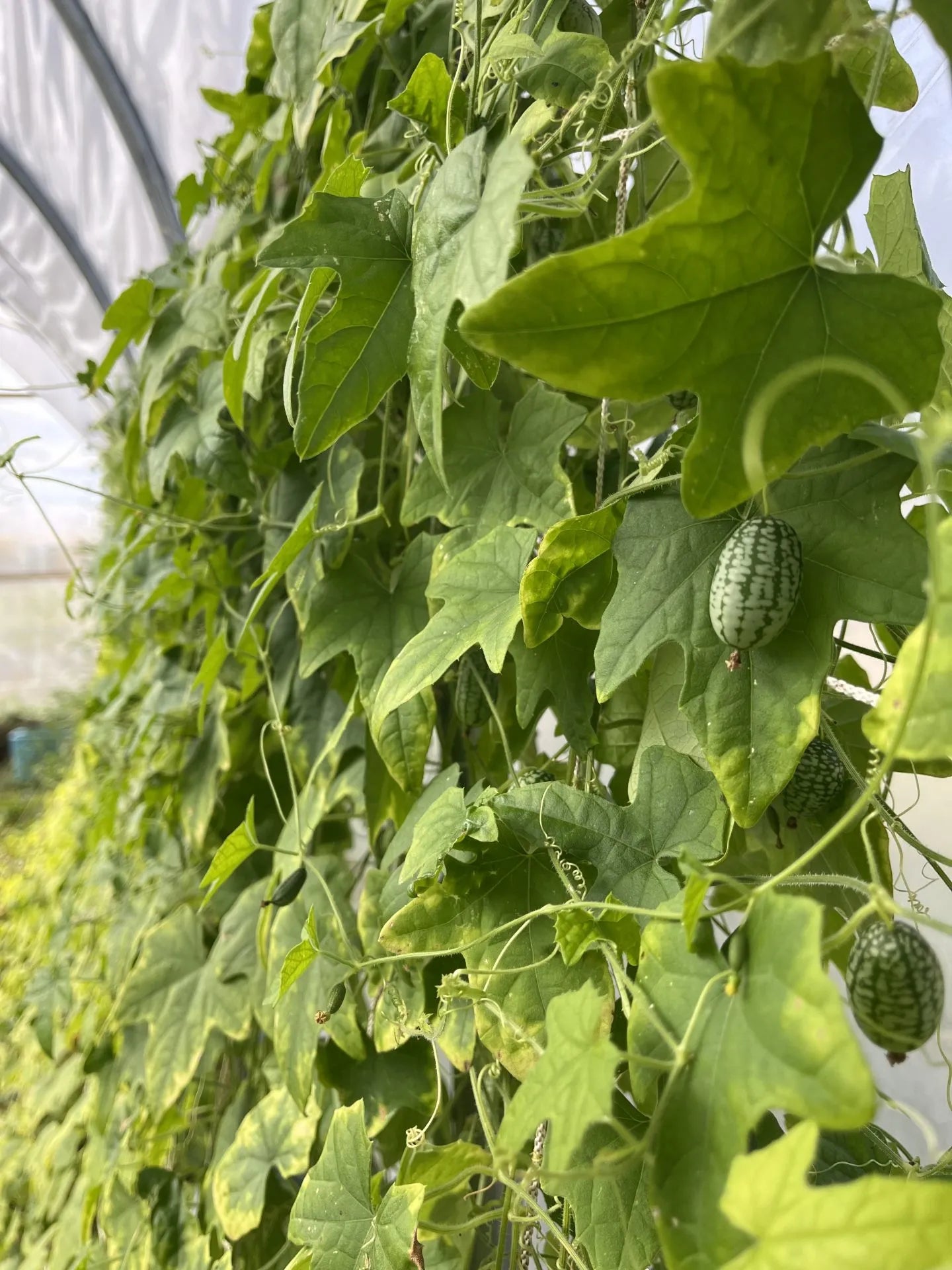 Sandita Cucumber