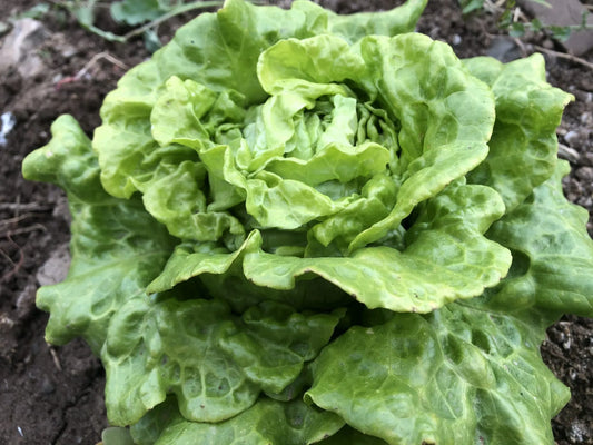 Tom Thumb Lettuce
