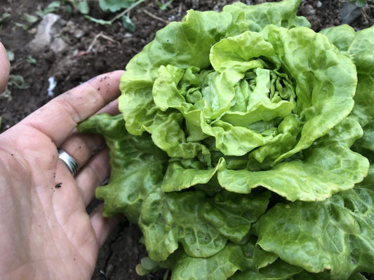 Tom Thumb Lettuce