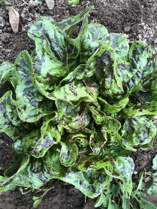 Flashy Lightning Lettuce