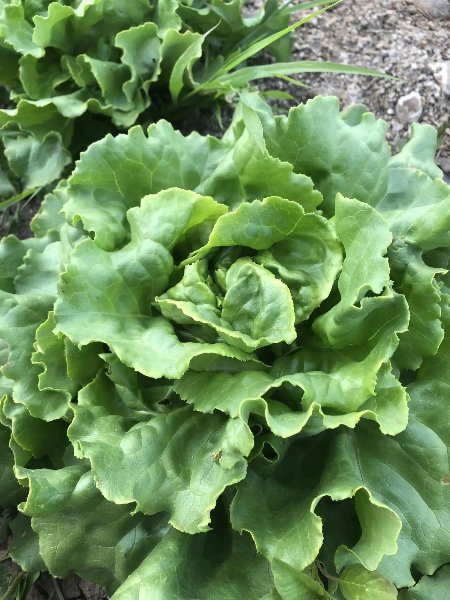 Divina Lettuce