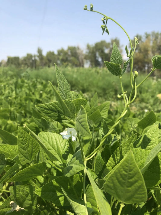 Paiute Gold Tepary Bean