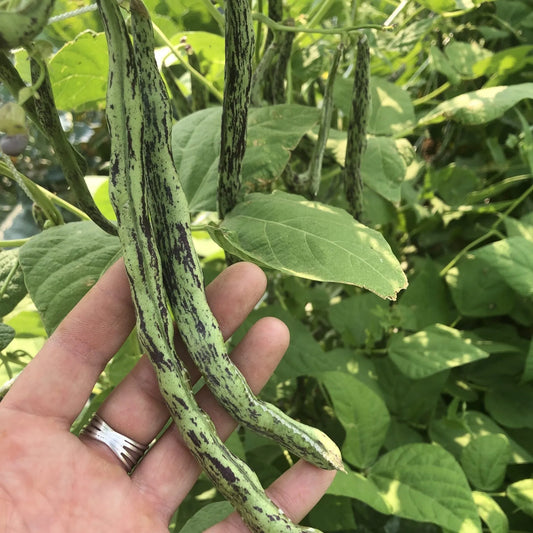 Rattlesnake Bean
