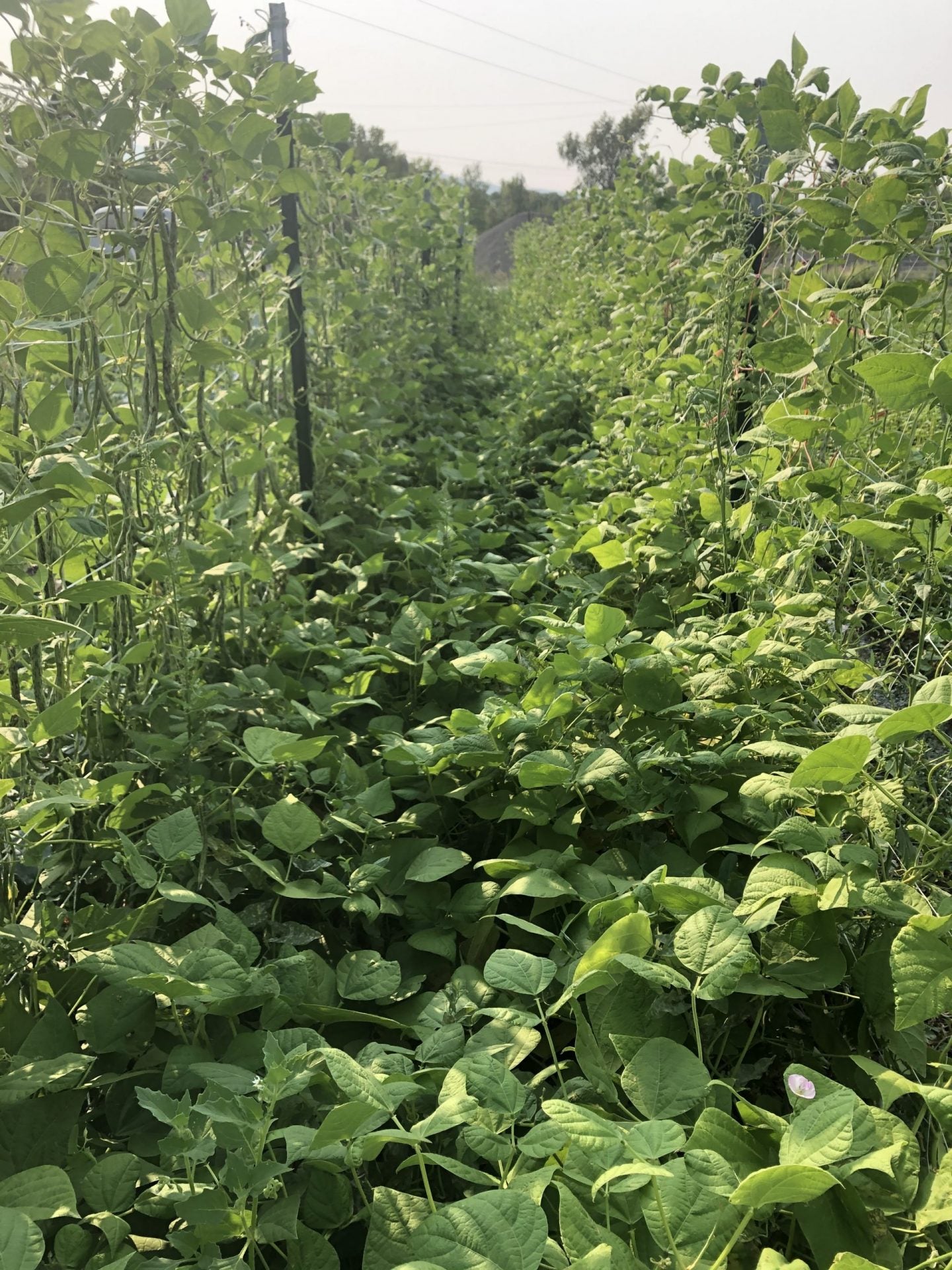 Rattlesnake Bean