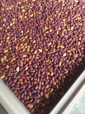 Paiute Gold Tepary Bean