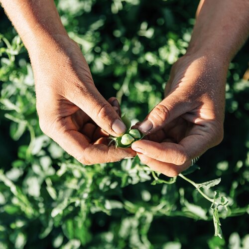 Pico Pardal Garbanzo