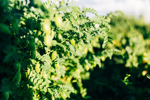 Pico Pardal Garbanzo