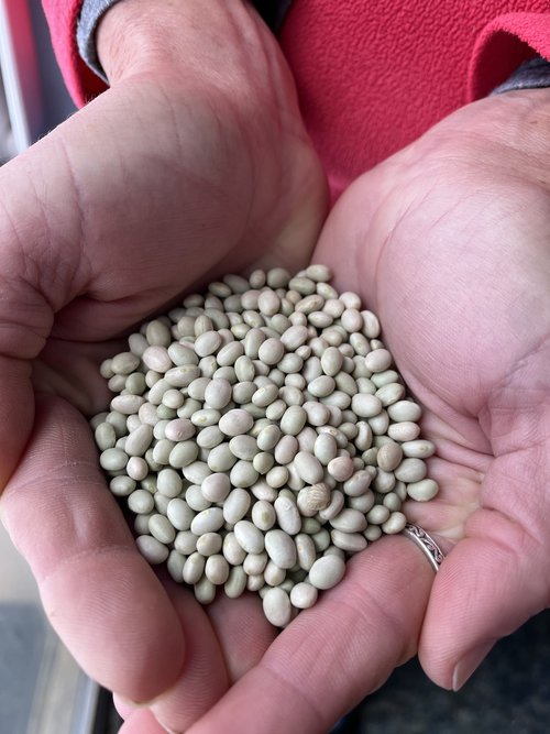 Sonoran White Tepary Bean