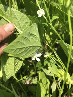 Sonoran White Tepary Bean