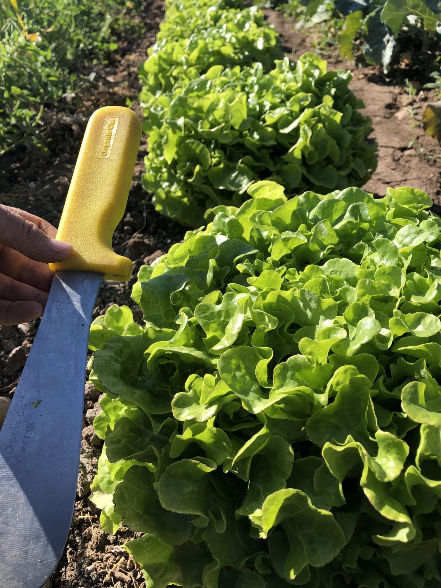 Galisse Lettuce