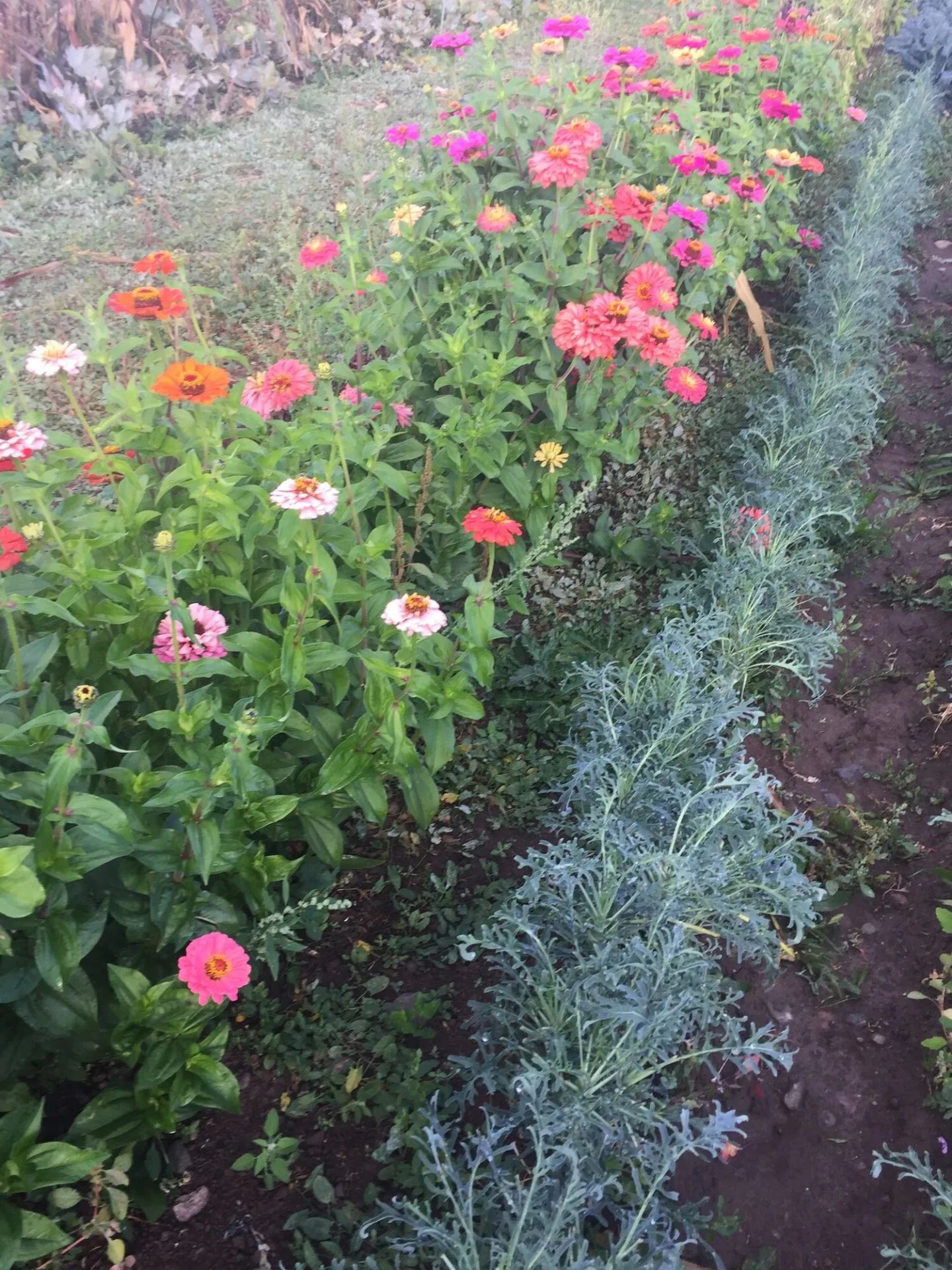 Lilliput Zinnia