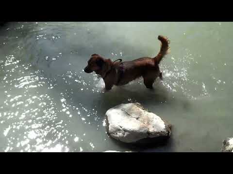 A beautiful video montage of Roxy Malo, the most amazing dog in the universe. Garden Bunker - Support Underdog Animal Rescue & Rehab (Moab, UT)