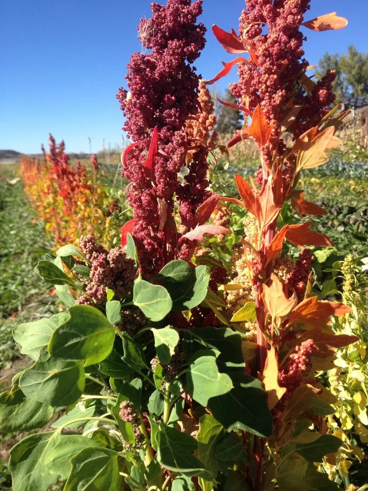 High Desert Quinoa