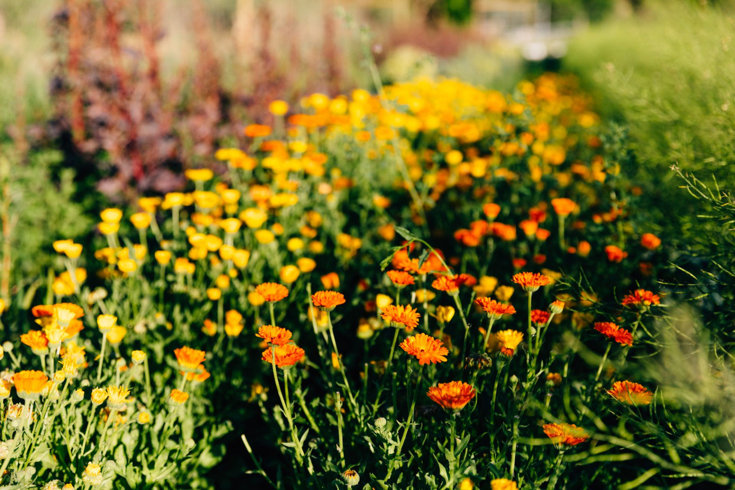 Resina Calendula