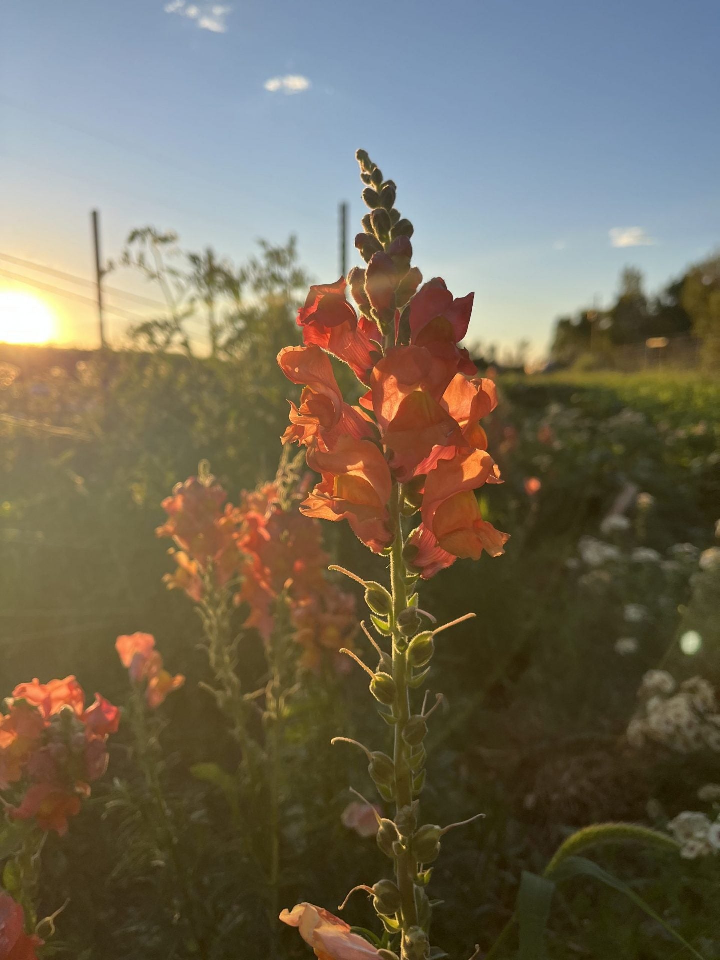 Sunset Mix Snapdragon