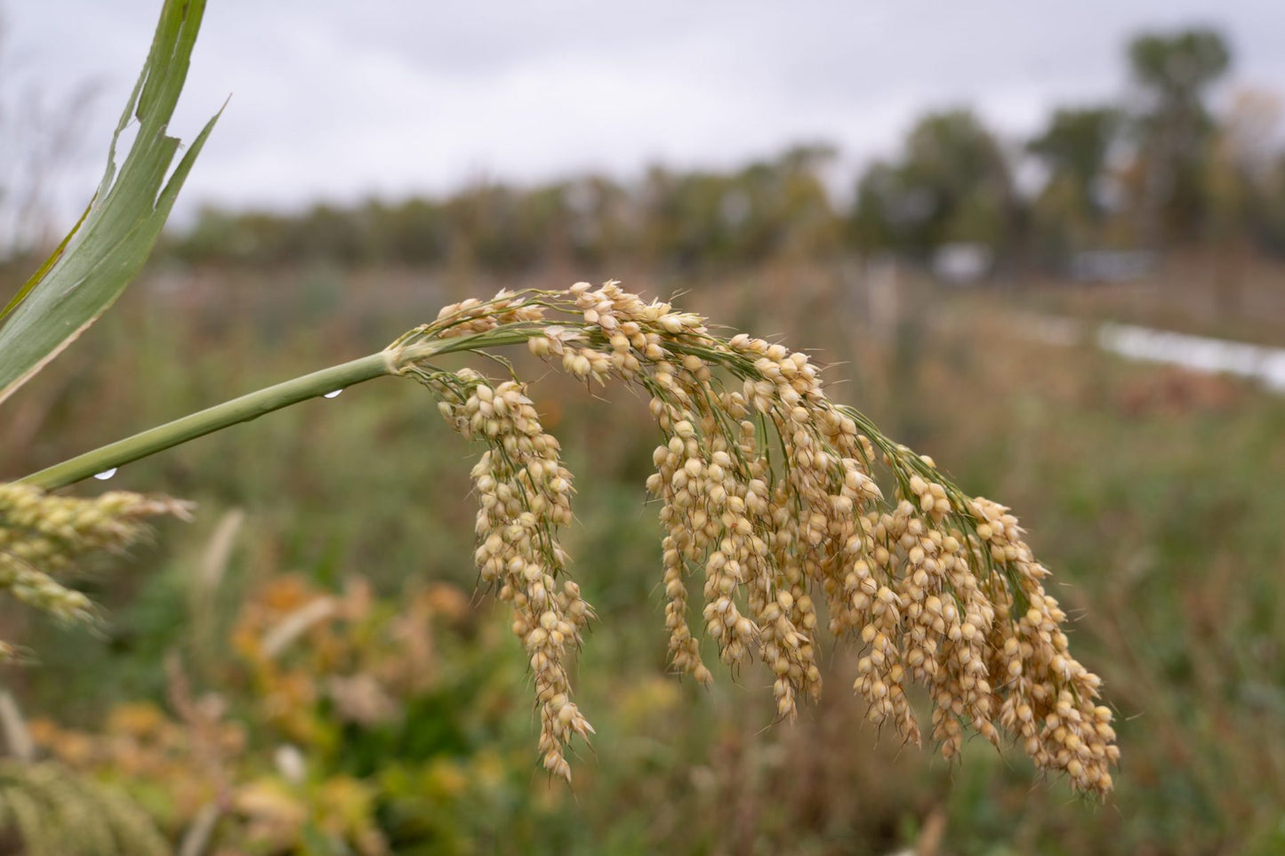 Tepehuano Sorghum