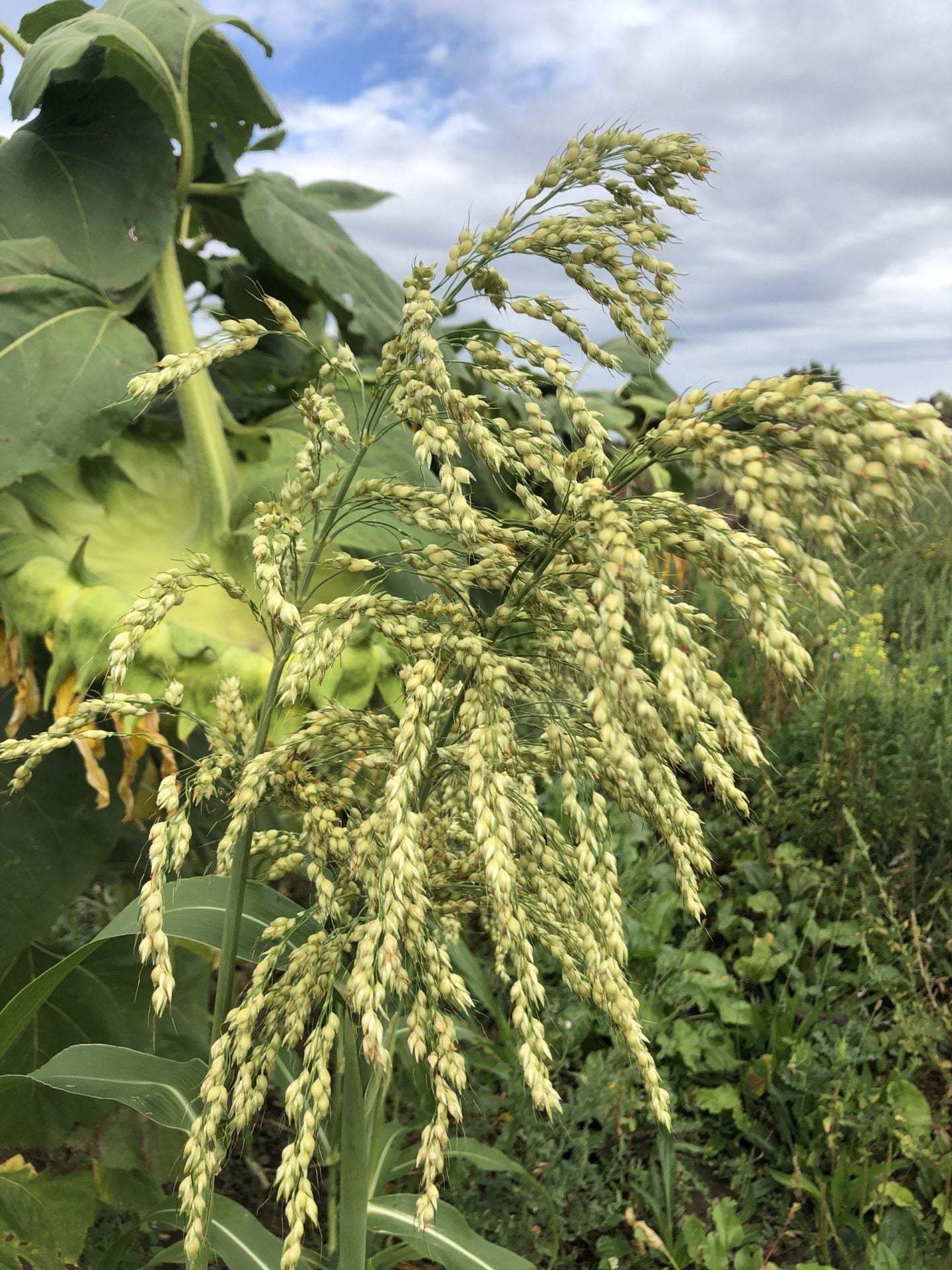 Tepehuano Sorghum