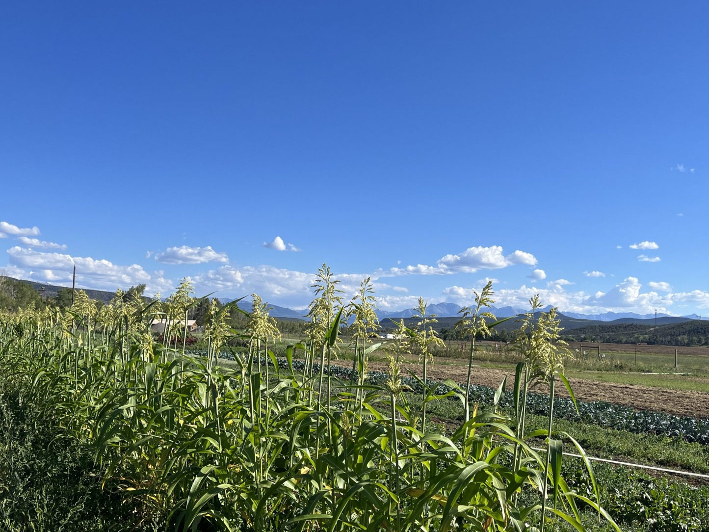 Tepehuano Sorghum