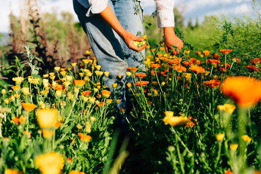 Resina Calendula Image