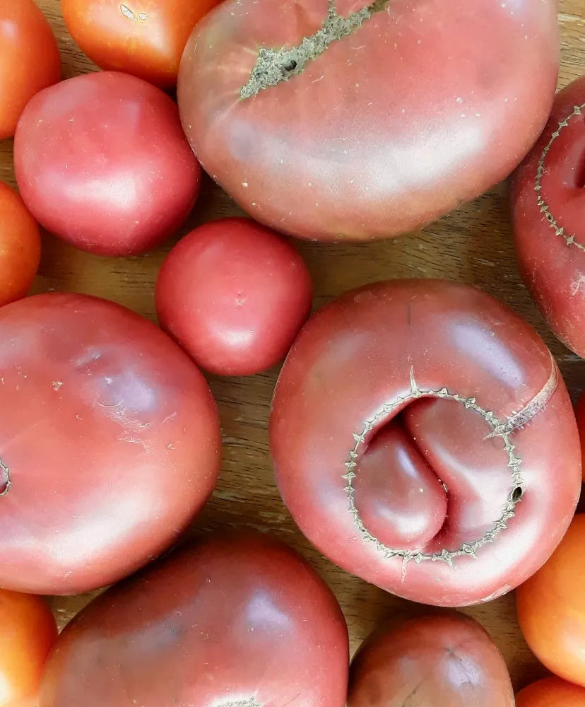 Black Krim Tomato Seeds (Heirloom, Purple)