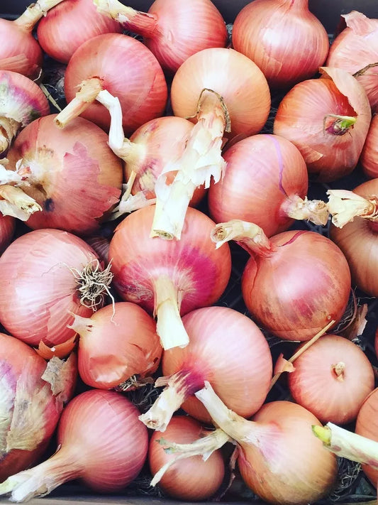 Bronze D’Amposta Onion