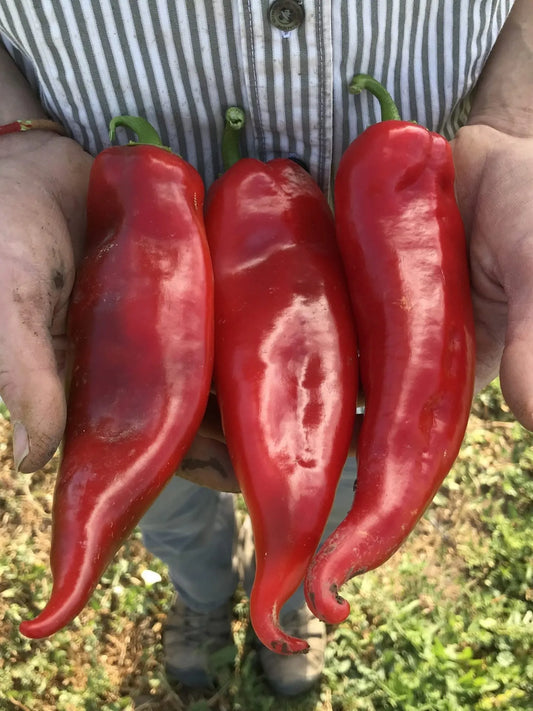 Chervena Chushka Pepper