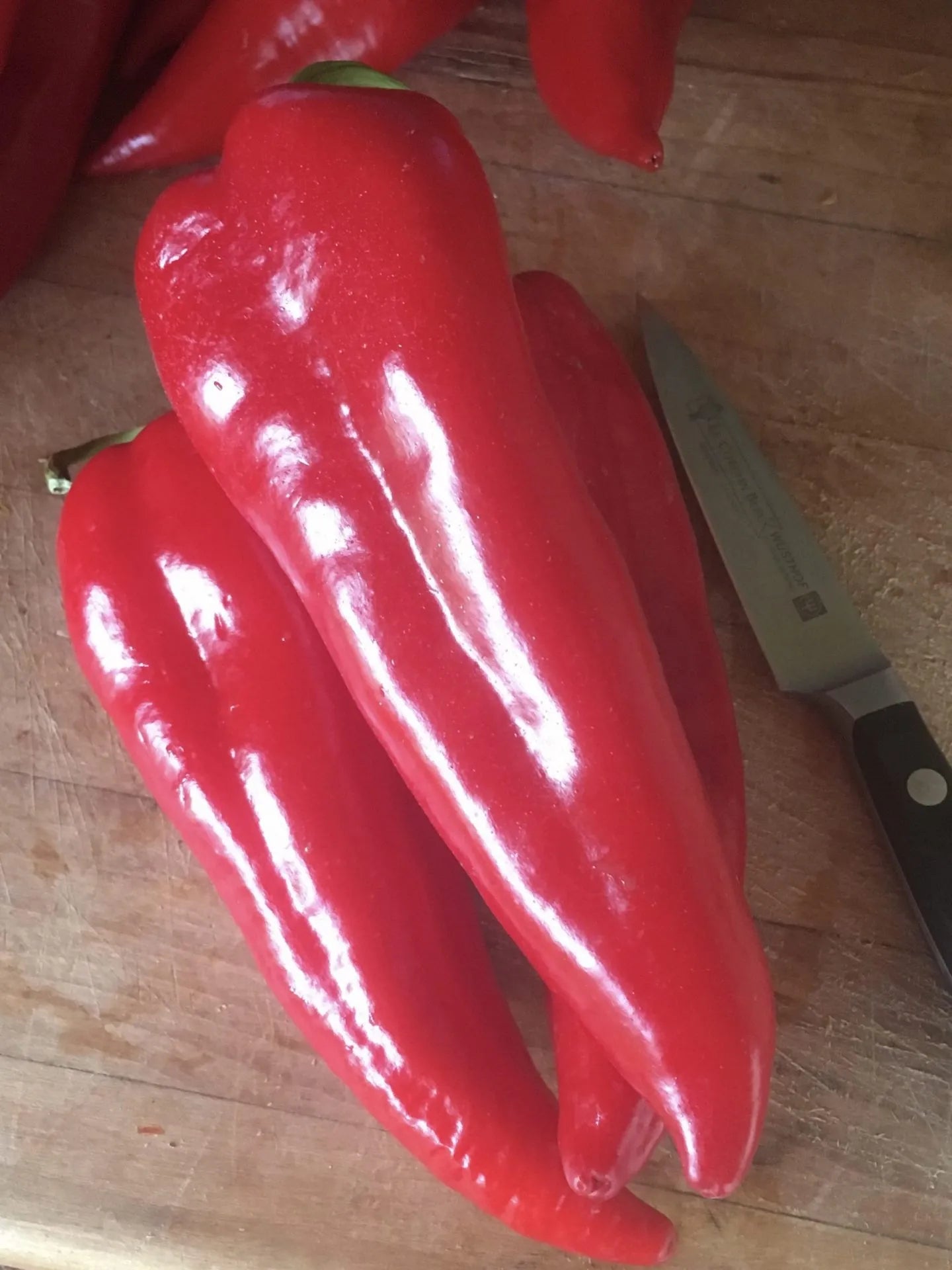 Chervena Chushka Pepper