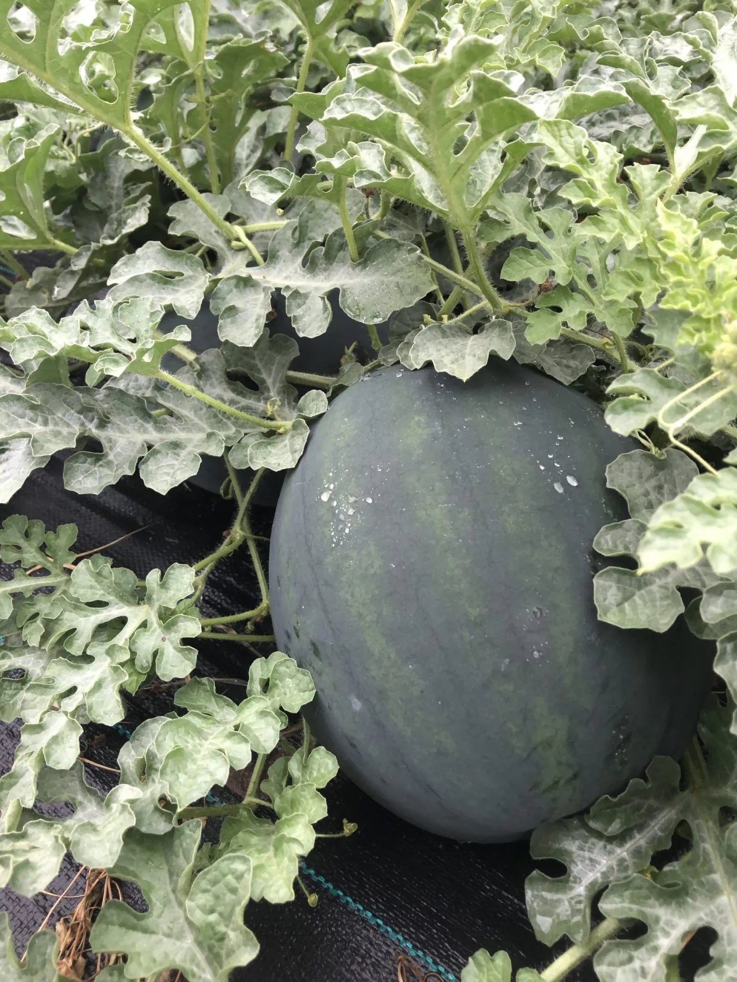 Chin Sun Watermelon Seeds