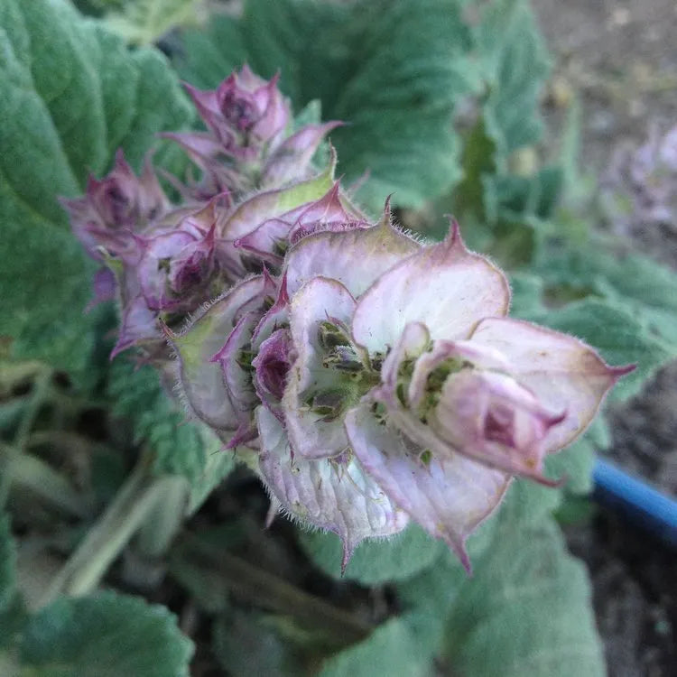 Clary Sage