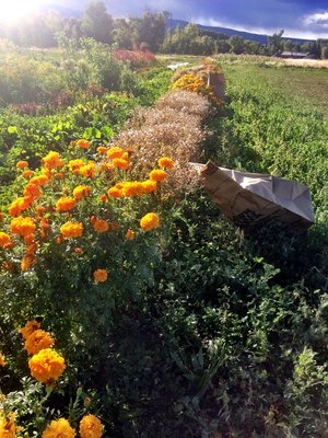 Crackerjack Marigold