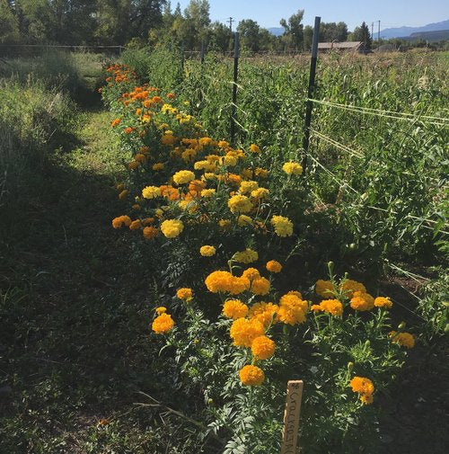 Crackerjack Marigold