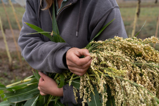 Tepehuano Sorghum Image