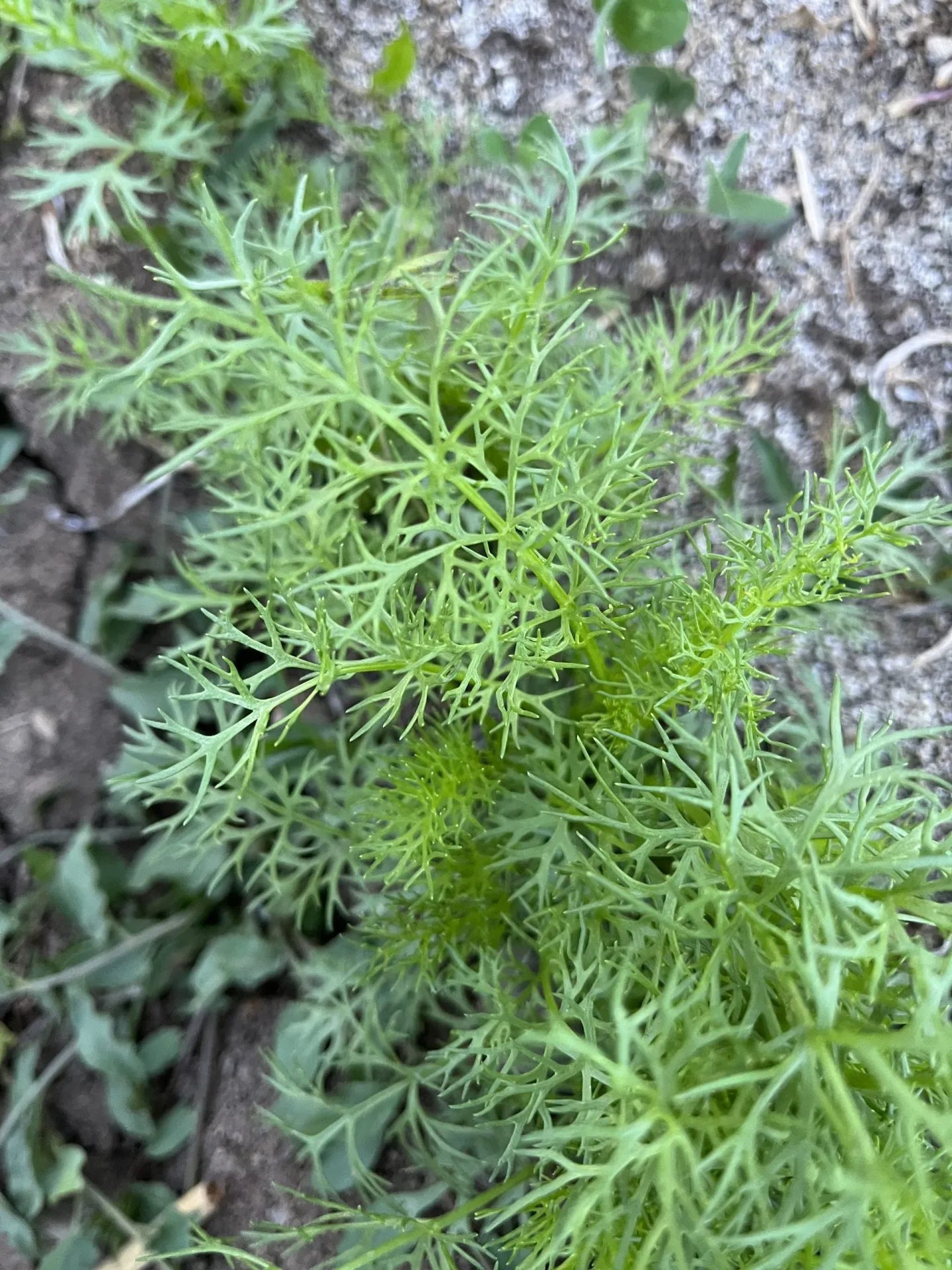 Fernleaf Dill
