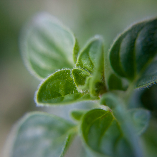 Greek Oregano
