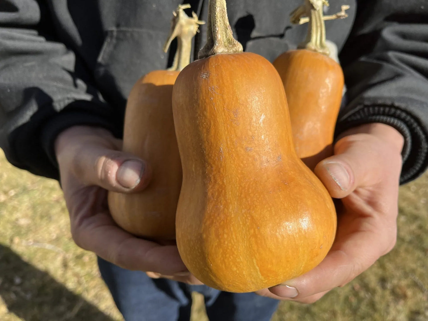 Honeynut Squash Seeds (Winter)