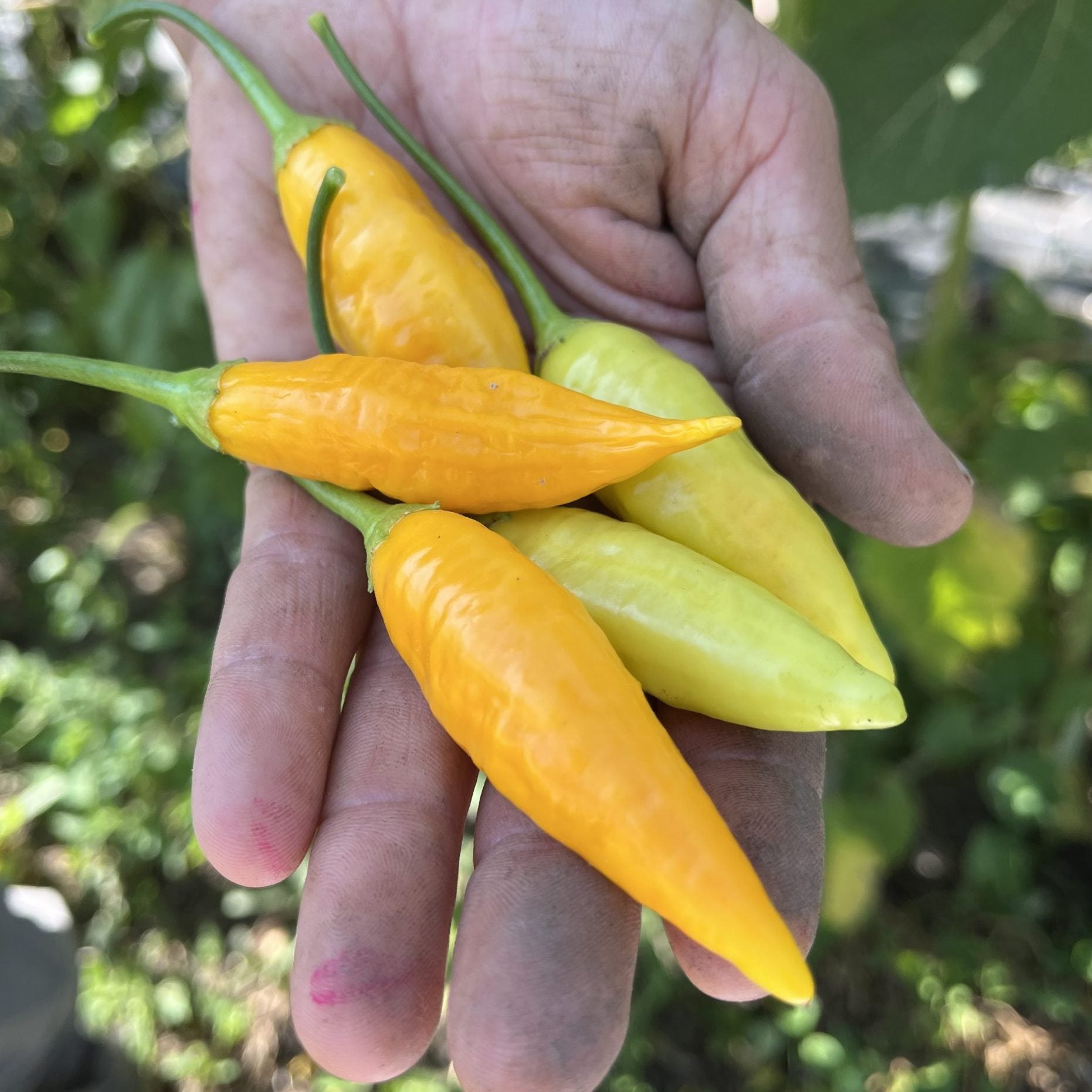Aji Amarillo Pepper Image
