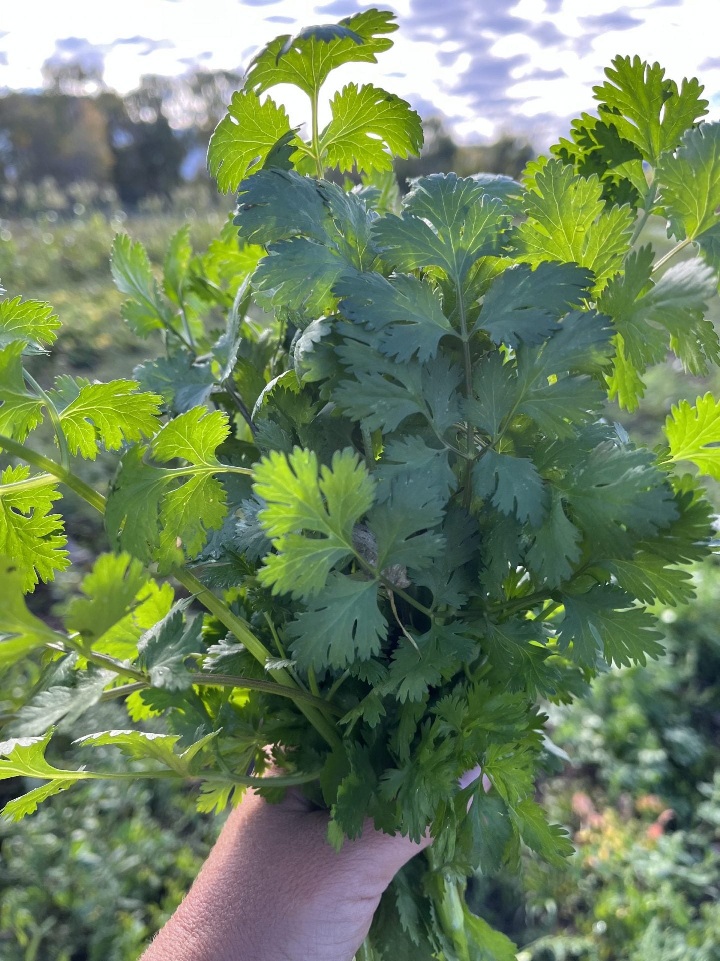 Hacor Cilantro Image