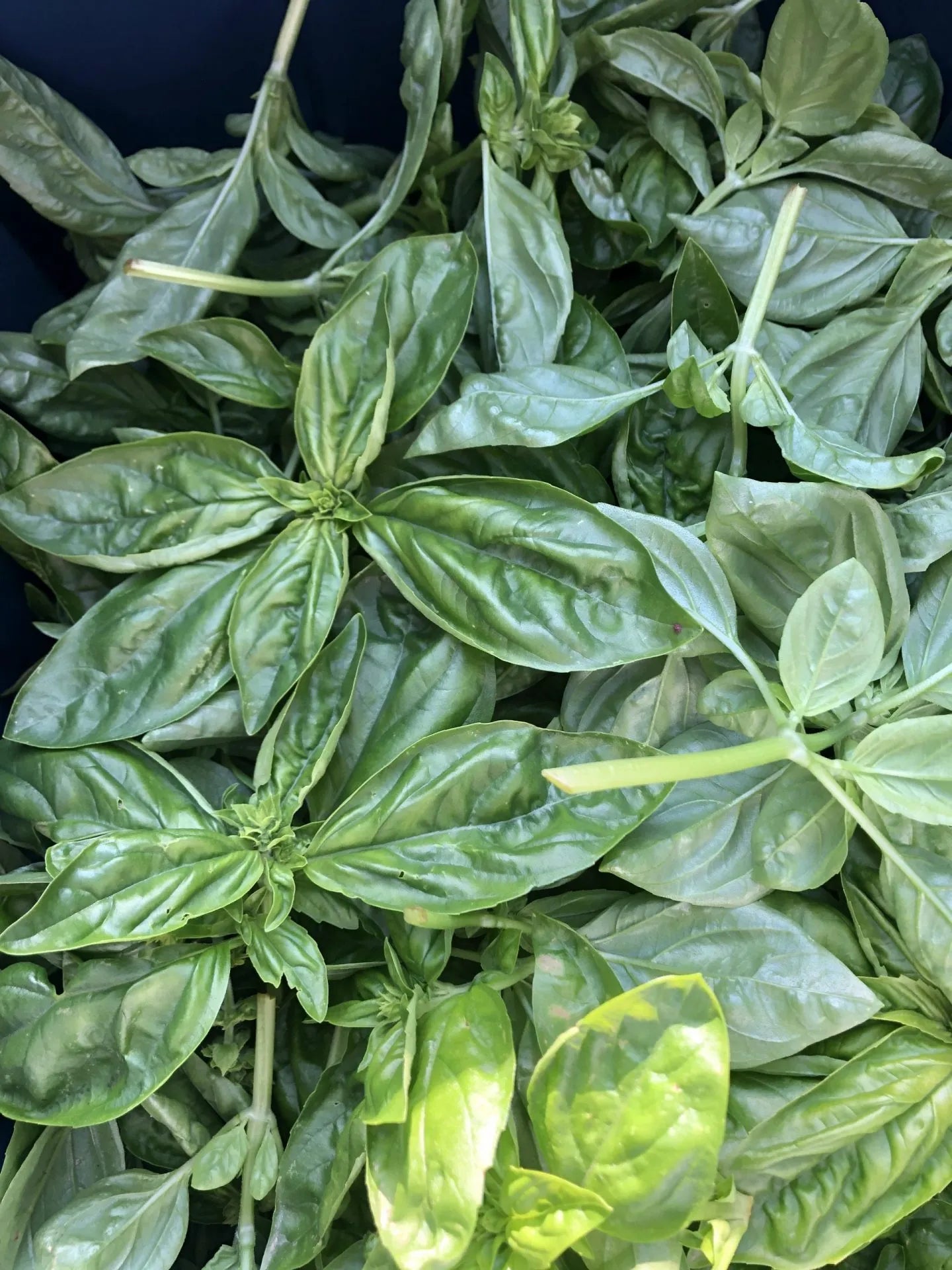 Italian Mountain Basil