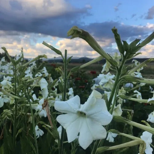 Jasmine Scented Nicotiana Tobacco Seeds