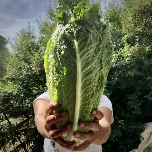 Organic Jericho Romaine Lettuce Seeds - High Quality Non-GMO Seeds