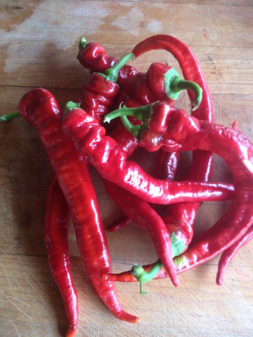 Buy Jimmy Nardello Pepper Seeds for Your Garden