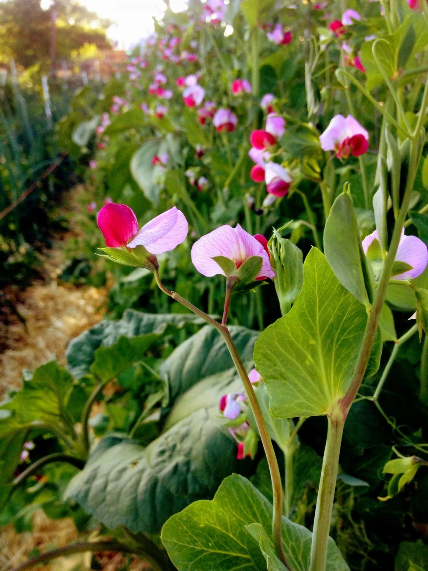 magnolia trellis plant Magnolia Blossom Pea Seeds (Trellis, Snap)
