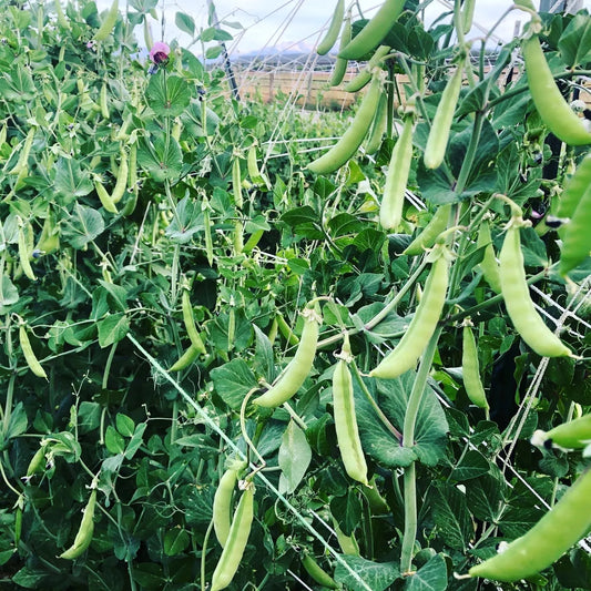 Magnolia Blossom Pea Seeds