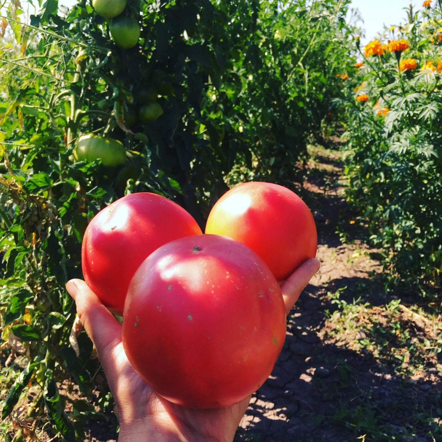 Maritza Rose Tomato Seeds (Heirloom, Pink)