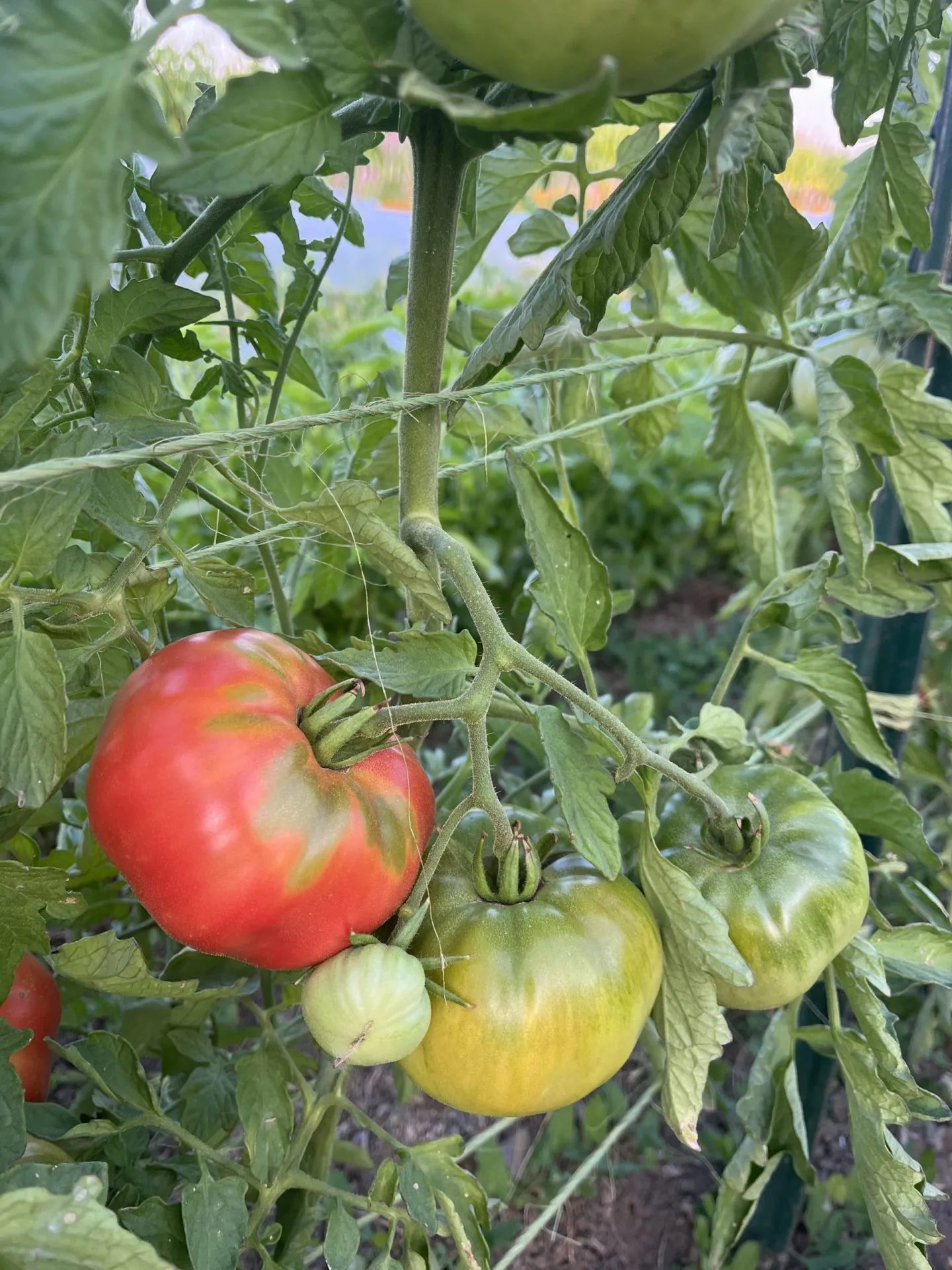 Maritza Rose Tomato Seeds (Heirloom, Pink)