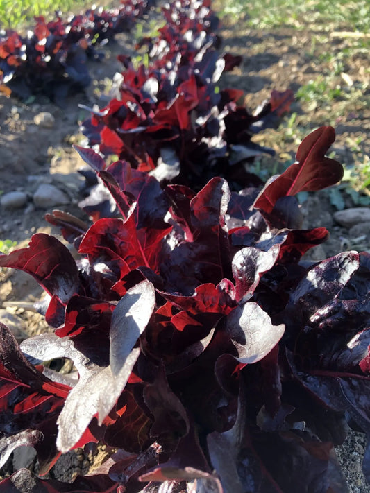 Merlox Red Oak Lettuce