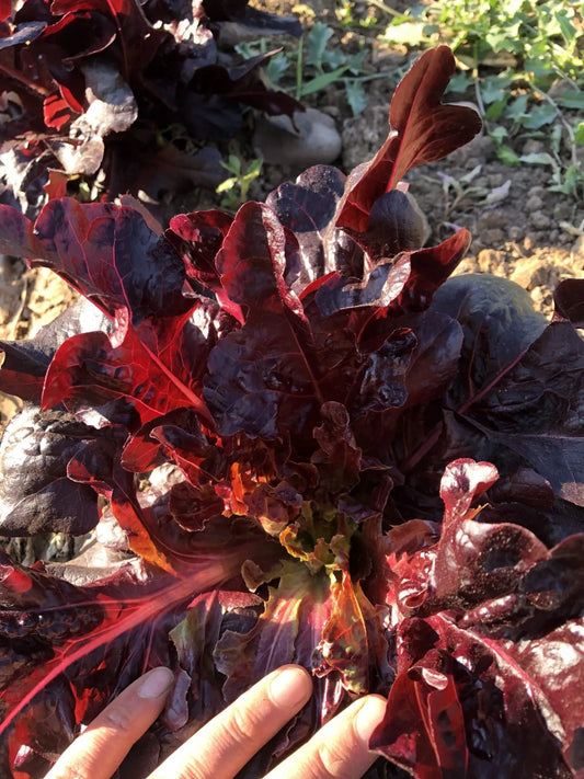 Merlox Red Oak Lettuce
