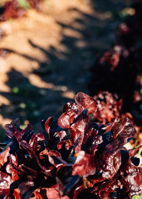 Merlox Red Oak Lettuce