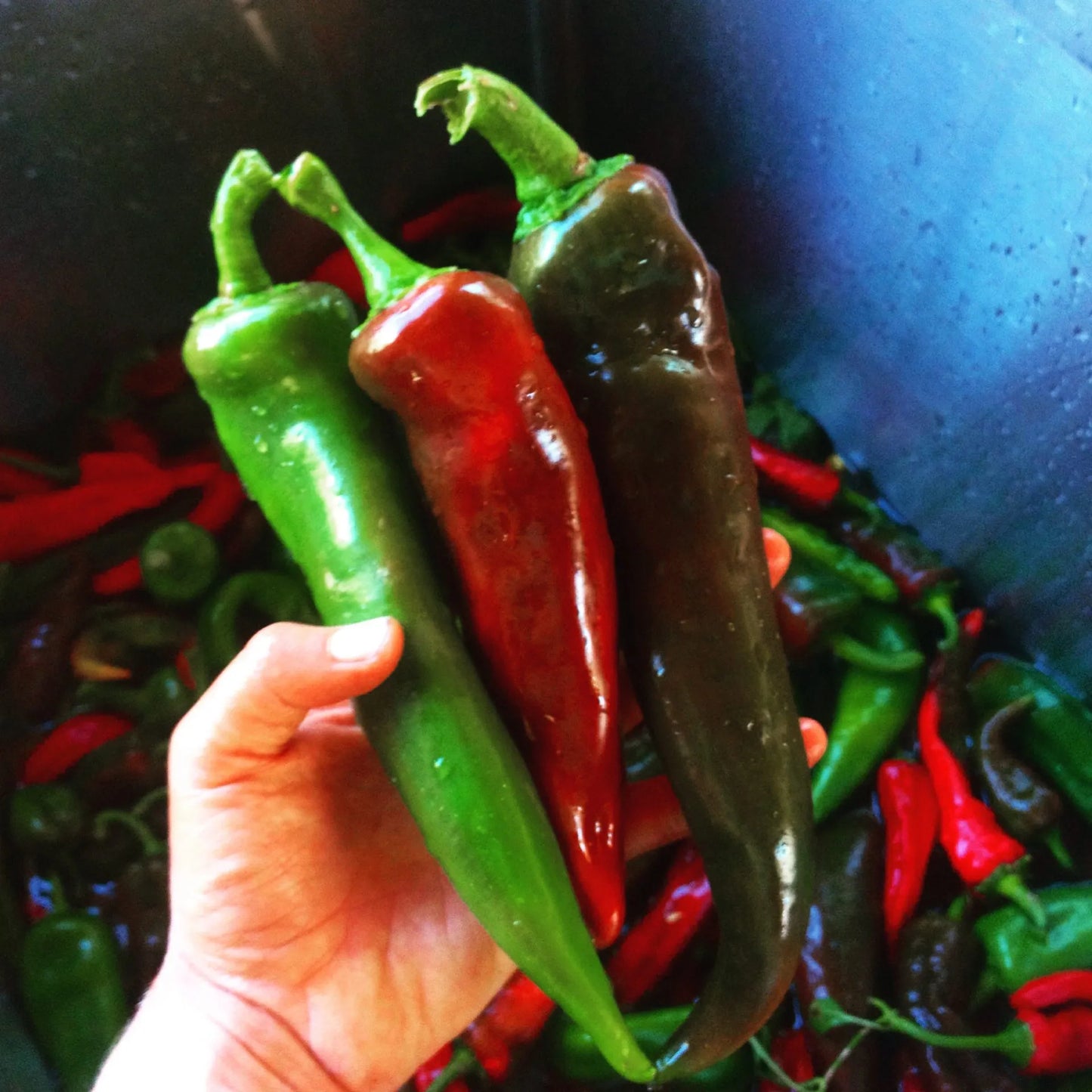 Mosco Chile Pepper Seeds (Hot, Roasting)