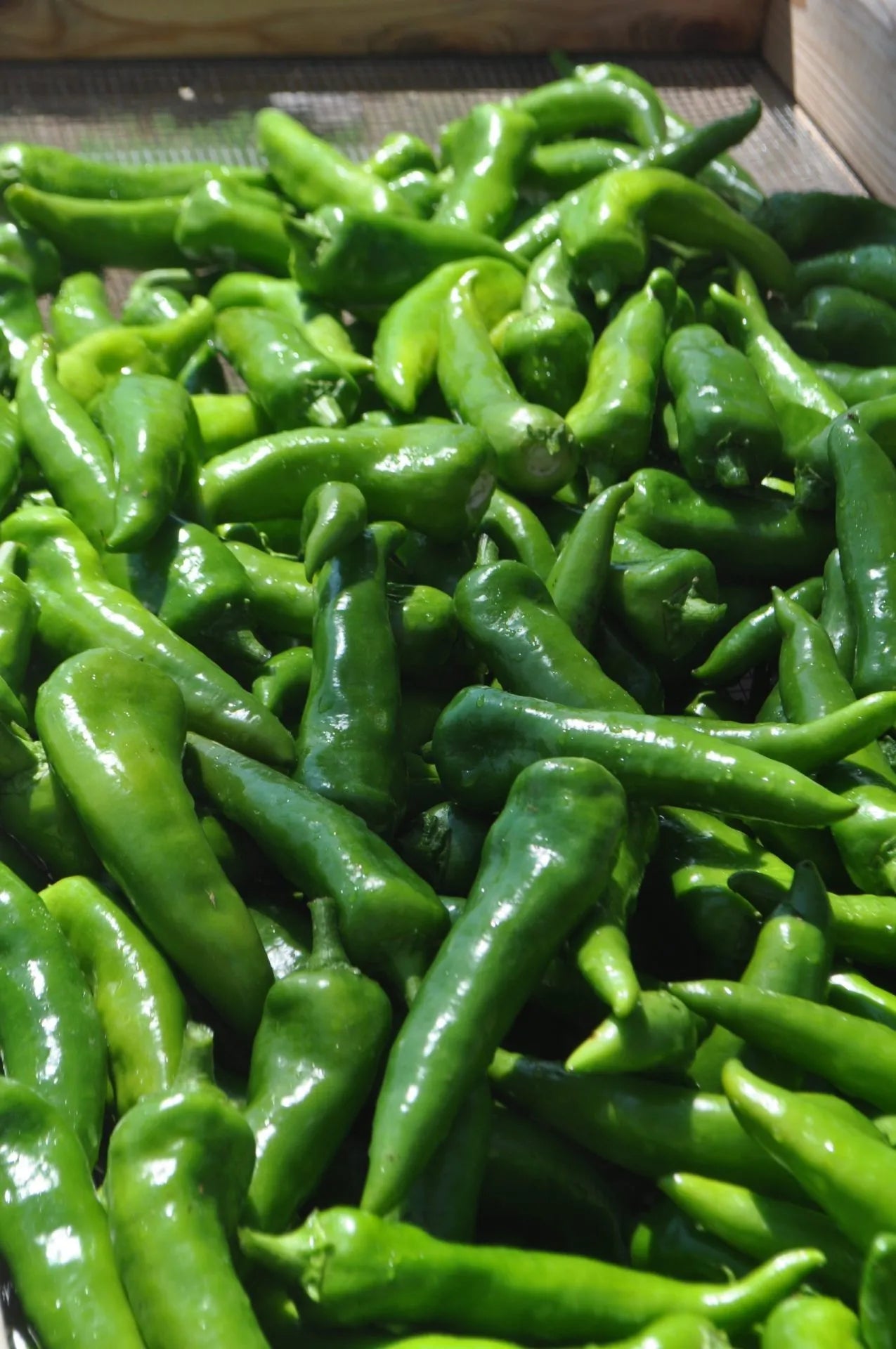 Mosco Chile Pepper Seeds (Hot, Roasting)